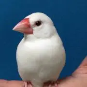 のむのむ312の画像