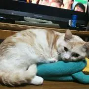 niccoの画像
