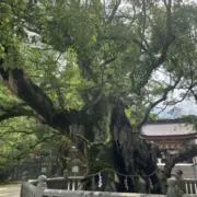 グウの画像