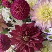 ひなぎく❁土日纏めて発送の画像