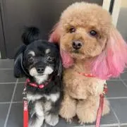 ぴーまんの画像