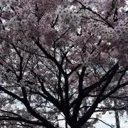 葛