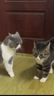 きなこの画像