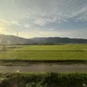 せなの画像