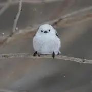 ミナ☆もりの画像