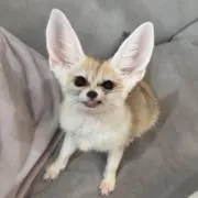 フェネックの画像