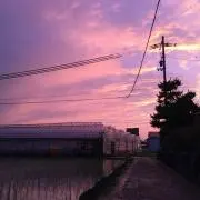 Kurobekoの画像