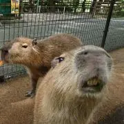 ハマーの画像