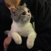 Kの画像