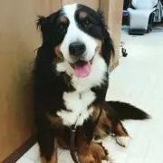 mack