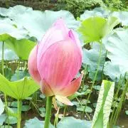 canarinの画像