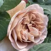 おはぎの画像