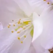 わかこの画像
