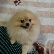 みーやんの画像