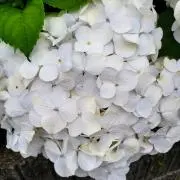 Hydrangea■お値下げはプロフ記載の画像