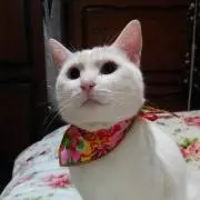 よさふく