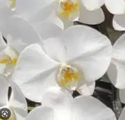 蘭