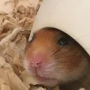 まろりん