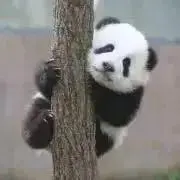 パンダの画像
