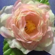 くるみの画像