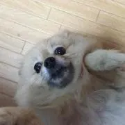 けんたろう.comの画像