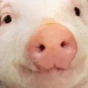 ブタの画像