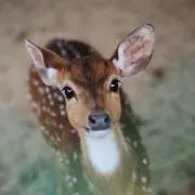 しか