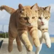 おりくさまの画像