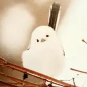 なおの画像