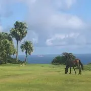 ユミの画像