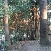 みかんの画像