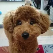 のん
