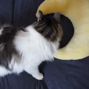 ここのかのよるの画像