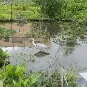 ブラウニーの画像