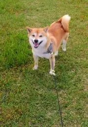 ATUMIの画像