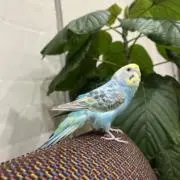 maruの画像
