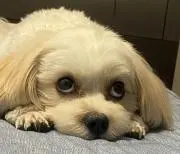 ひろこの画像