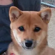 れーこ