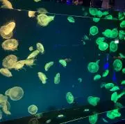 おてもの画像
