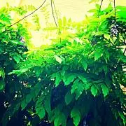 わかめの画像