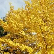 autumnの画像