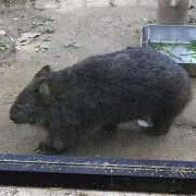 う〜うぉんばっと!の画像