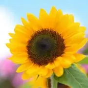 ひまわり