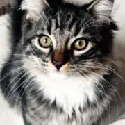 NAOの画像