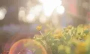 花ちゃん