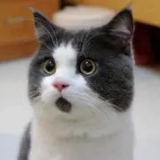 ミンゴ