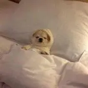 かるこの画像
