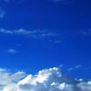 サクの画像