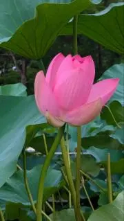 エミリーの画像
