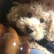 けちょんひとりっこ。